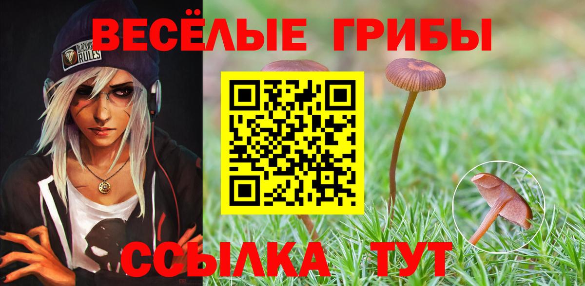 Псилоцибиновые грибы прущие грибы  Вход с VPN  Новочебоксарск  Псилоцибиновые грибы Psilocybine cubensis 